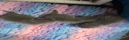 British Shorthair cats for sale: STUNNING PUREBRED CHUNKY BSH KITTENS 🩷🩷🩷💙💙 - Advert 12