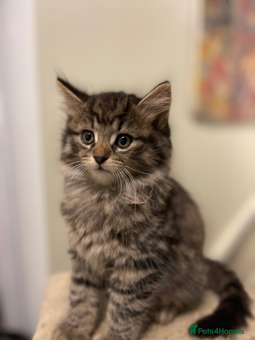 Mixed Breed cats for sale: Beautiful mixed kittens long and shorty hair - Advert 6