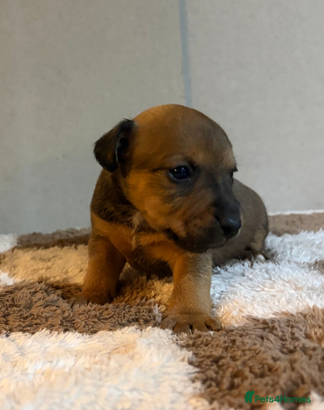 Mixed Breed dogs for sale: 6 Lakeland x Russell puppies  - Advert 11