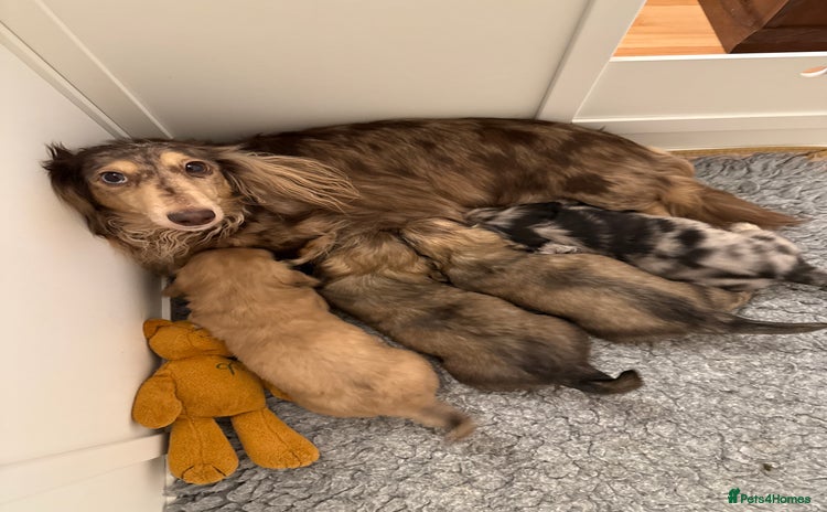 Miniature Dachshund dogs LONG HAIRED MINI DACSHUND  - Advert 5