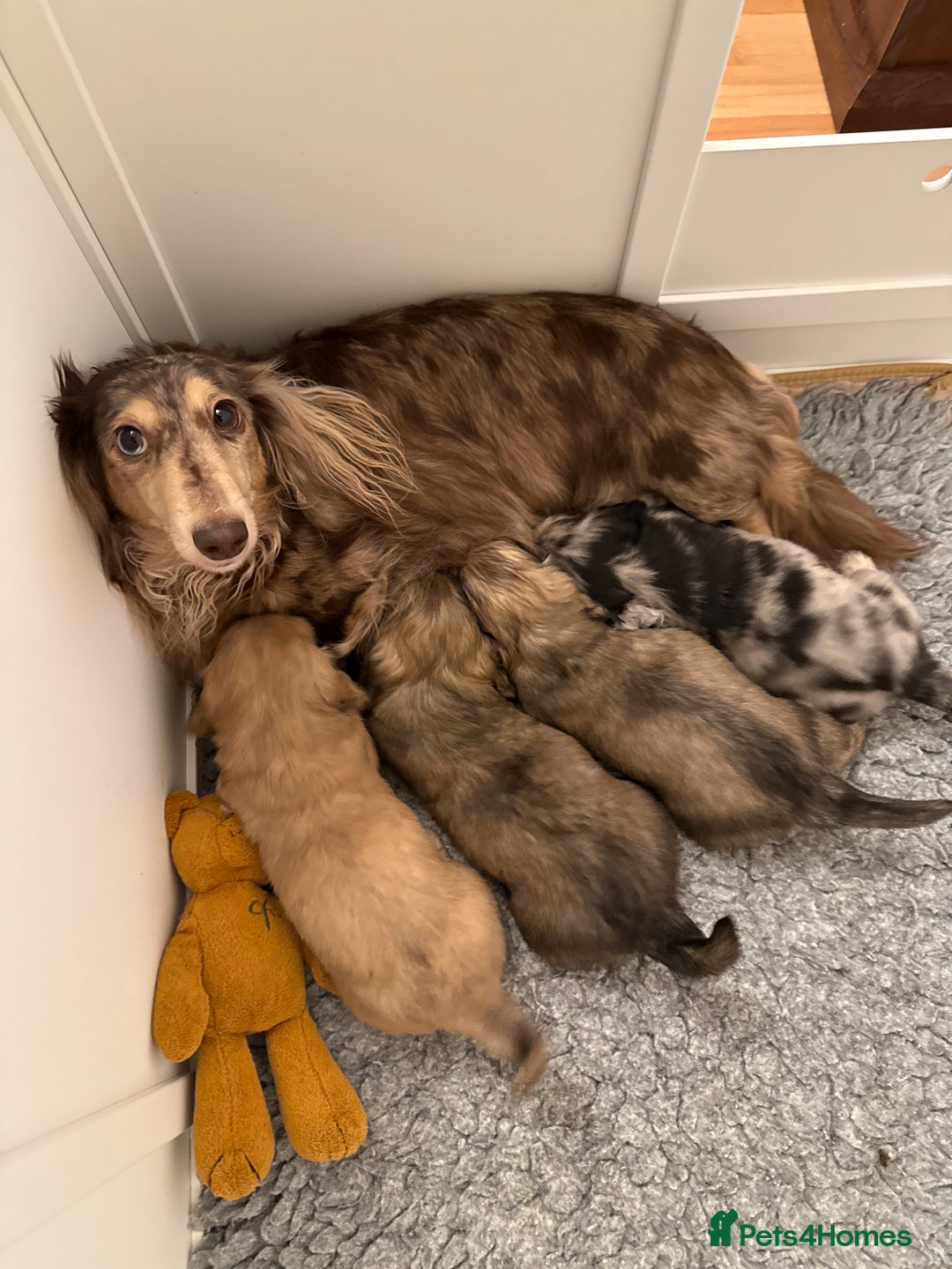 Miniature Dachshund dogs for sale: LONG HAIRED MINI DACSHUND  - Advert 1