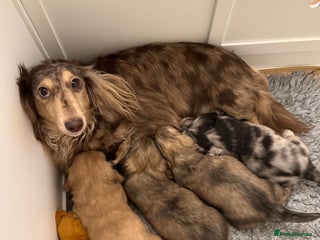 Miniature Dachshund dogs LONG HAIRED MINI DACSHUND - Advert 2