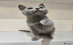 Russian Blue cats for sale: TOP Quality TICA Reg Russian blue kittens - Image 4