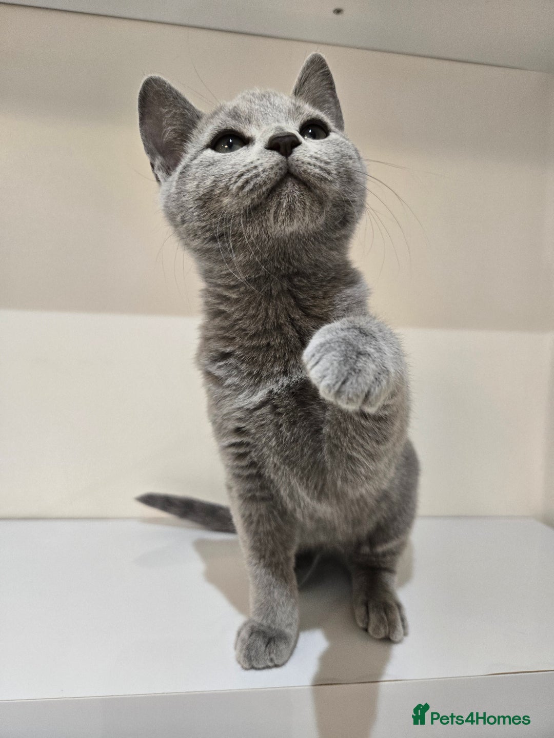 Russian Blue cats for sale: TOP Quality TICA Reg Russian blue kittens - Image 4