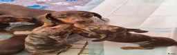 Miniature Dachshund dogs for sale: Beautiful miniature smooth-Haired Dachshunds pups in Cowbridge - Advert 5