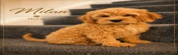 Cockapoo dogs for sale: American cockapoo from health tested parents - Advert 12