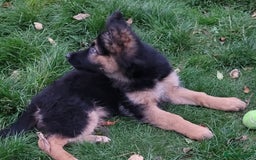 German Shepherd dogs for sale: One gorgeous female long coat puppy available  - Image 4