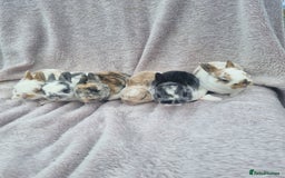 Rex rabbits for sale: Mini rex babies available  - Image 1