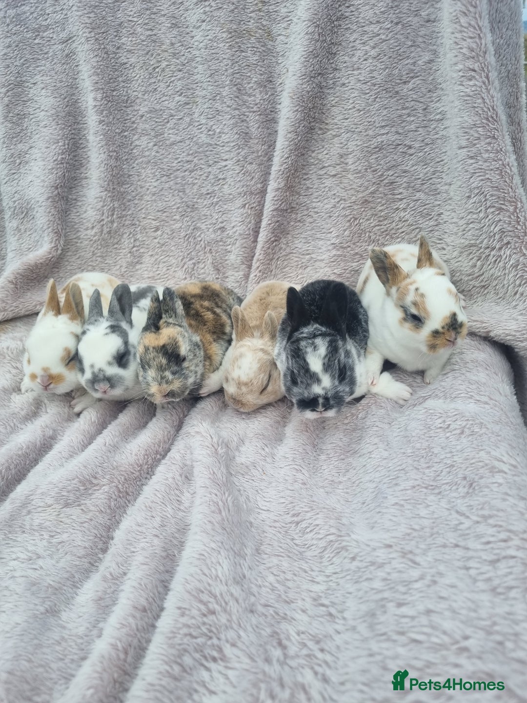 Rex rabbits for sale: Mini rex babies available  - Image 1
