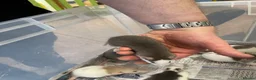 Rat rodents for sale: Baby rats for sale - Advert 28