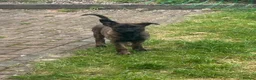 German Shepherd dogs for sale: Dutch herder X GSD  in Wakefield - Advert 10