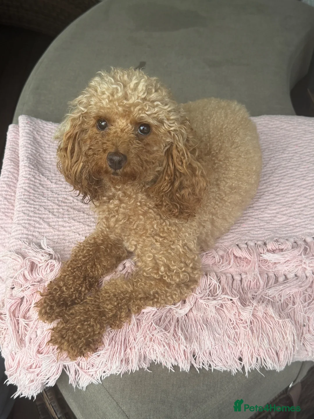 Maltipoo dogs for sale: Beautiful Maltipoo Puppies –2 Boys & 2 Girls - Advert 33