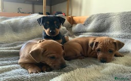 Miniature Pinscher dogs for sale: Miniature Pinschers in Swanley - Advert 3