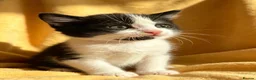 Mixed Breed cats for sale: 4 beautiful boys  - Advert 5