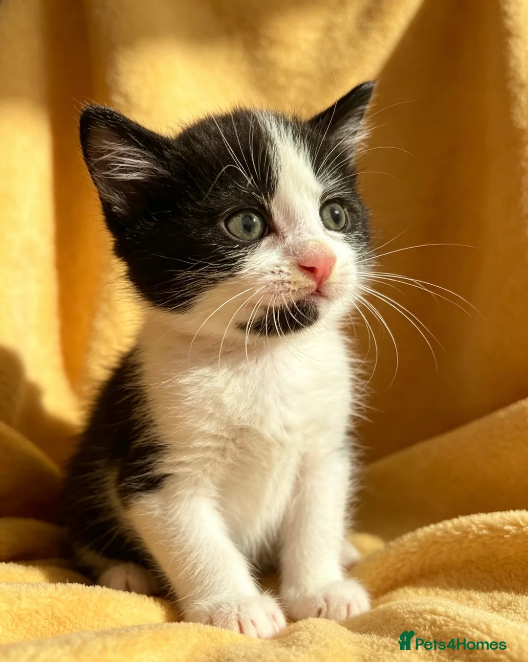 Mixed Breed cats for sale: 4 beautiful boys  - Advert 5