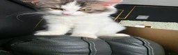 Persian cats for sale: 🐾 Beautiful Kitten Looking for Her Forever Home  - Advert 3