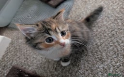 Mixed Breed cats for sale: 4 beautiful kittens for sale  - Image 15