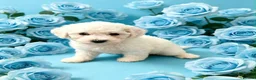Bichon Frise dogs for sale: Pedigree Bichon Frise puppies  in Birmingham - Advert 4