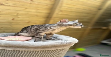 Bengal cats - Advert 6