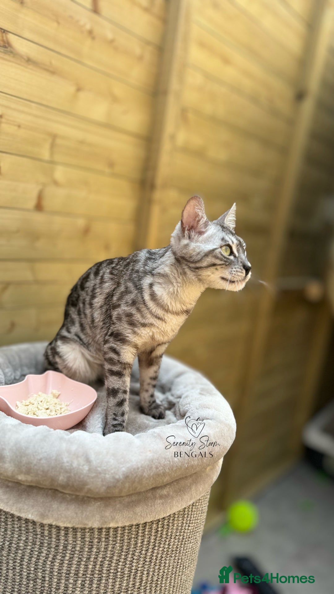 Bengal cats for sale: 🩷Beautiful Silver Charcoal, TICA registered 🐾 - Image 2
