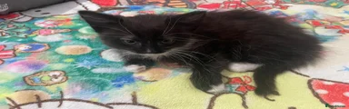 Mixed Breed Kitten 3