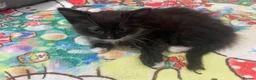 Mixed Breed cats for sale:  kittens 😸  - Advert 4