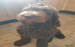 Newfypoo dogs for sale: Newfypoo puppy looking for a forever home :) - Image 2