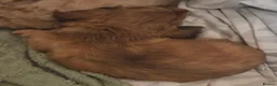 Dachshund dogs for sale: 4 Long Haired Mini Dachshunds beautifully stunning - Advert 24