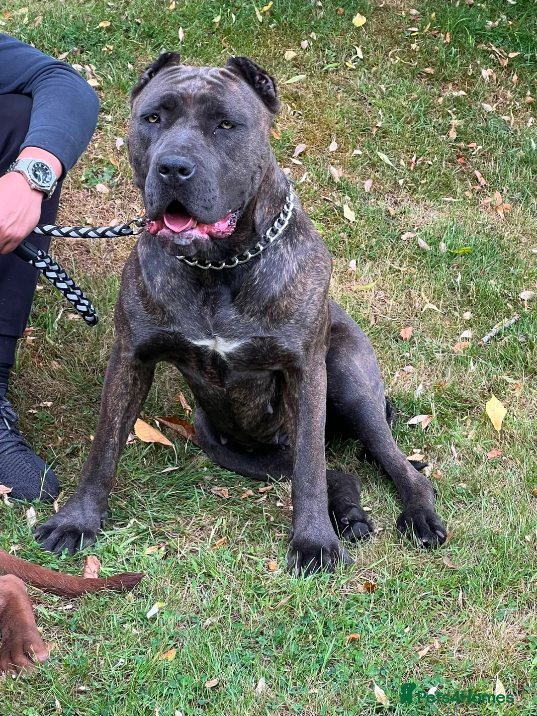 Bandog dogs for sale: WORKING BANDOG (EXPERIENCED OWNERS ONLY!) - Advert 1