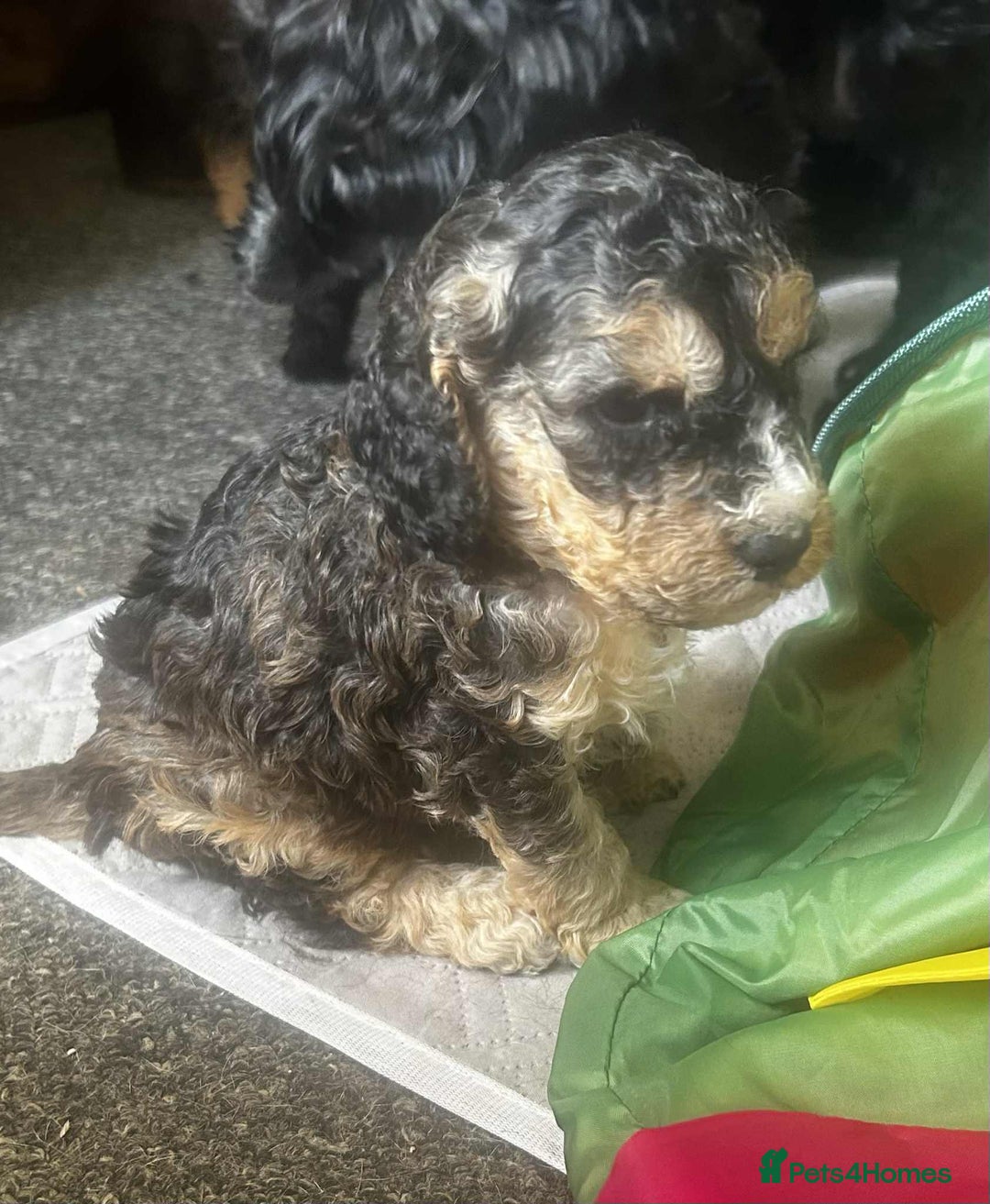 Cockapoo dogs for sale: F2b Cockapoo Pups - Image 7