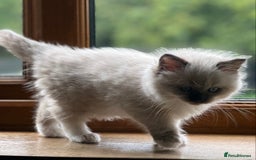 Ragdoll cats for sale: 2 Boys and 1 Girl Ragdoll kittens - Image 16