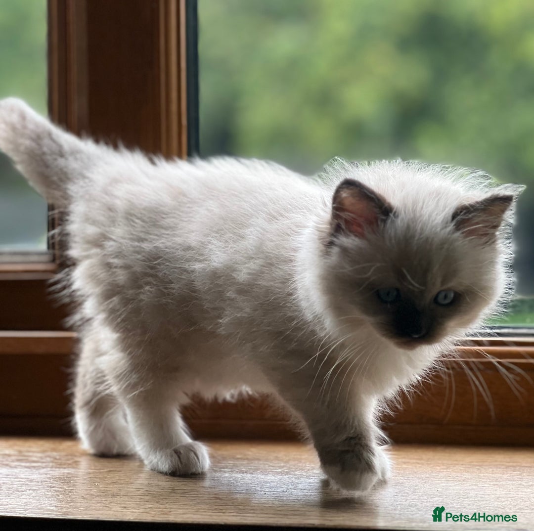 Ragdoll cats for sale: 2 Boys and 1 Girl Ragdoll kittens - Image 16