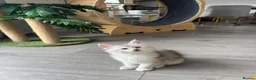 Maine Coon cats for sale:     🌟🌟Amazing Kittens Maine Coon 🌟🌟 - Advert 14