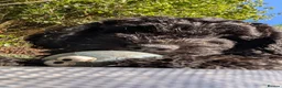 Sheepadoodle dogs for sale: last sheepadoodle  - Advert 4