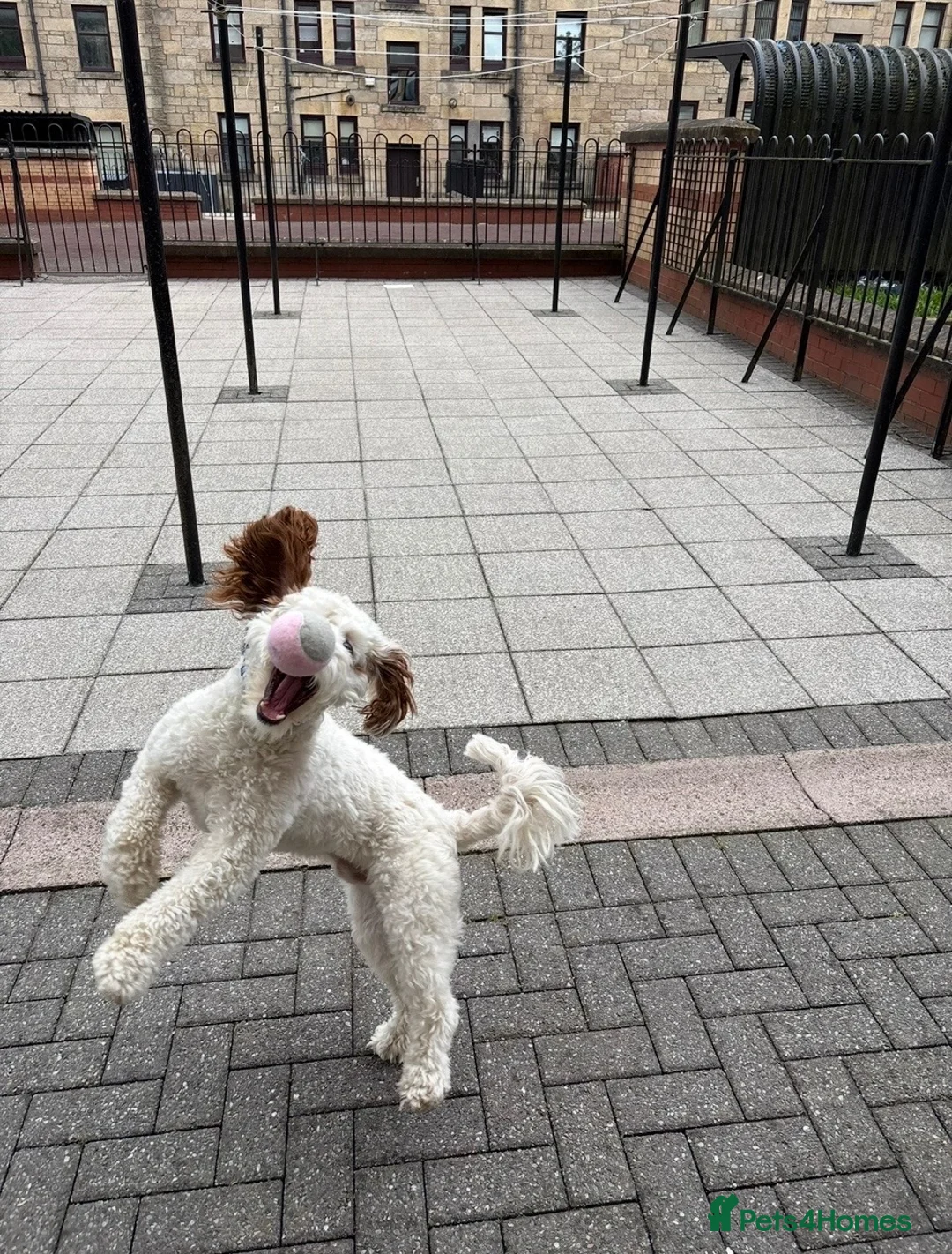Sproodle dogs for sale: Gorgeous sproodle boy  - Advert 2