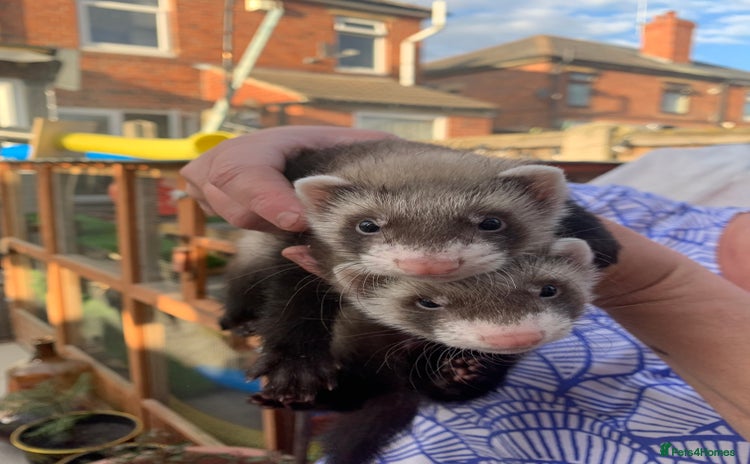 Ferret rodents - Advert 5