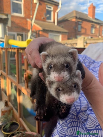 Ferret rodents - Advert 5