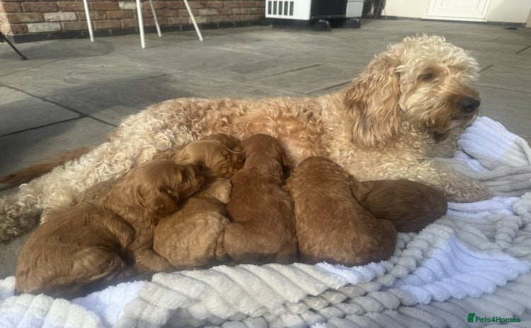 Cavapoo dogs - Advert 1