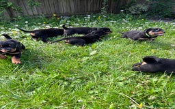 Rottweiler dogs for sale: Beautiful KC registered Rottweiler puppies  - Image 19