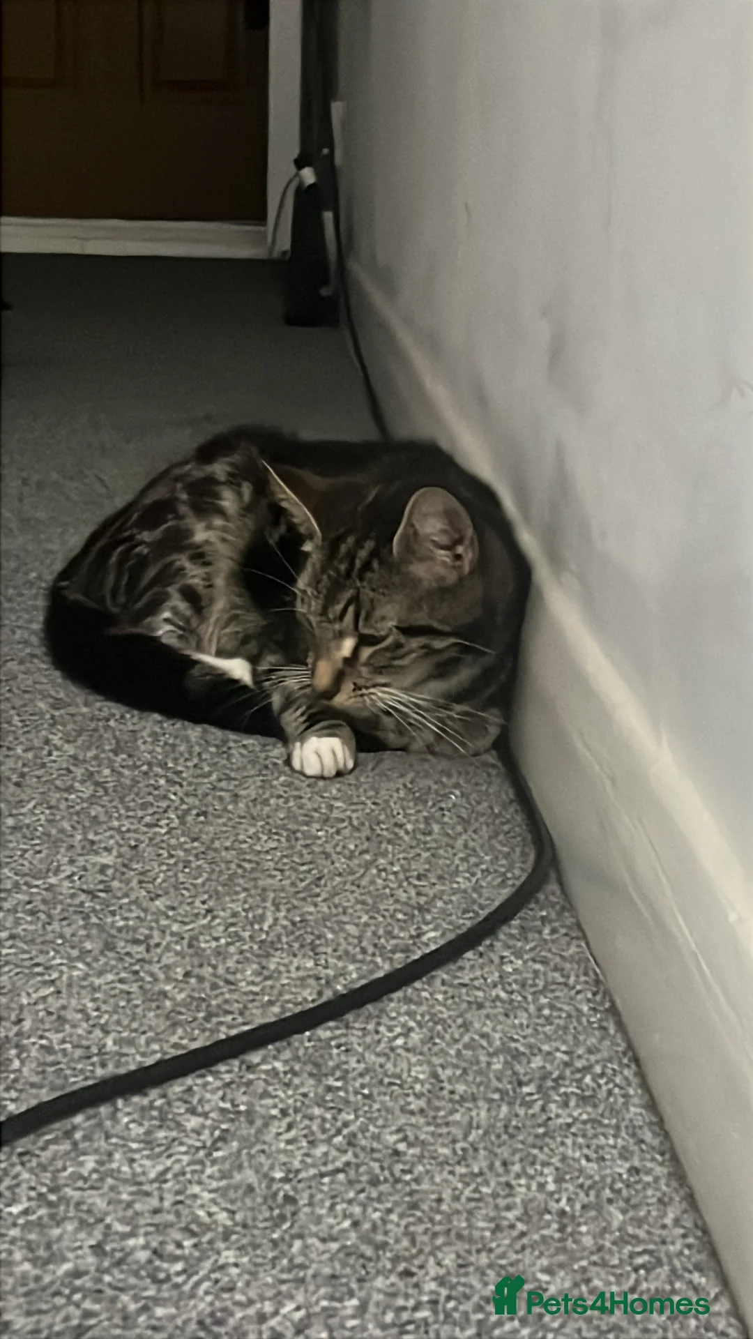 Mixed Breed cats for sale: 2 Female Kittens - Advert 5