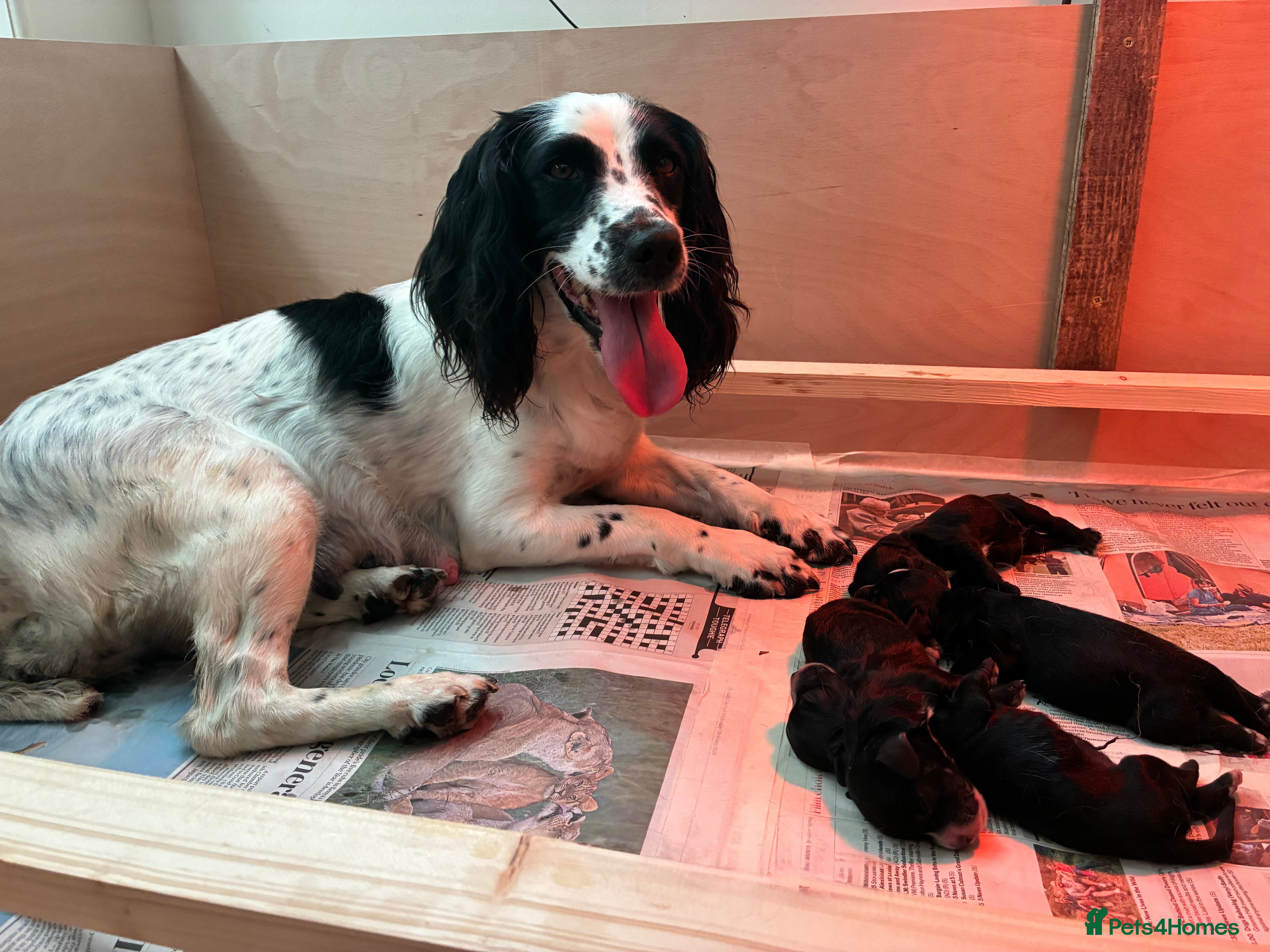 Sprocker dogs Sprocker Spaniel Puppies For Sale  - Advert 2