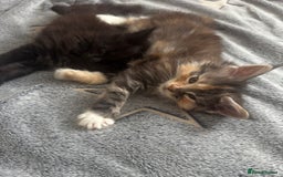 Maine Coon cats for sale: 1 BLACK SMOKE BOY 1 TORTIE GIRL MAINE COON KITTENS - Image 30