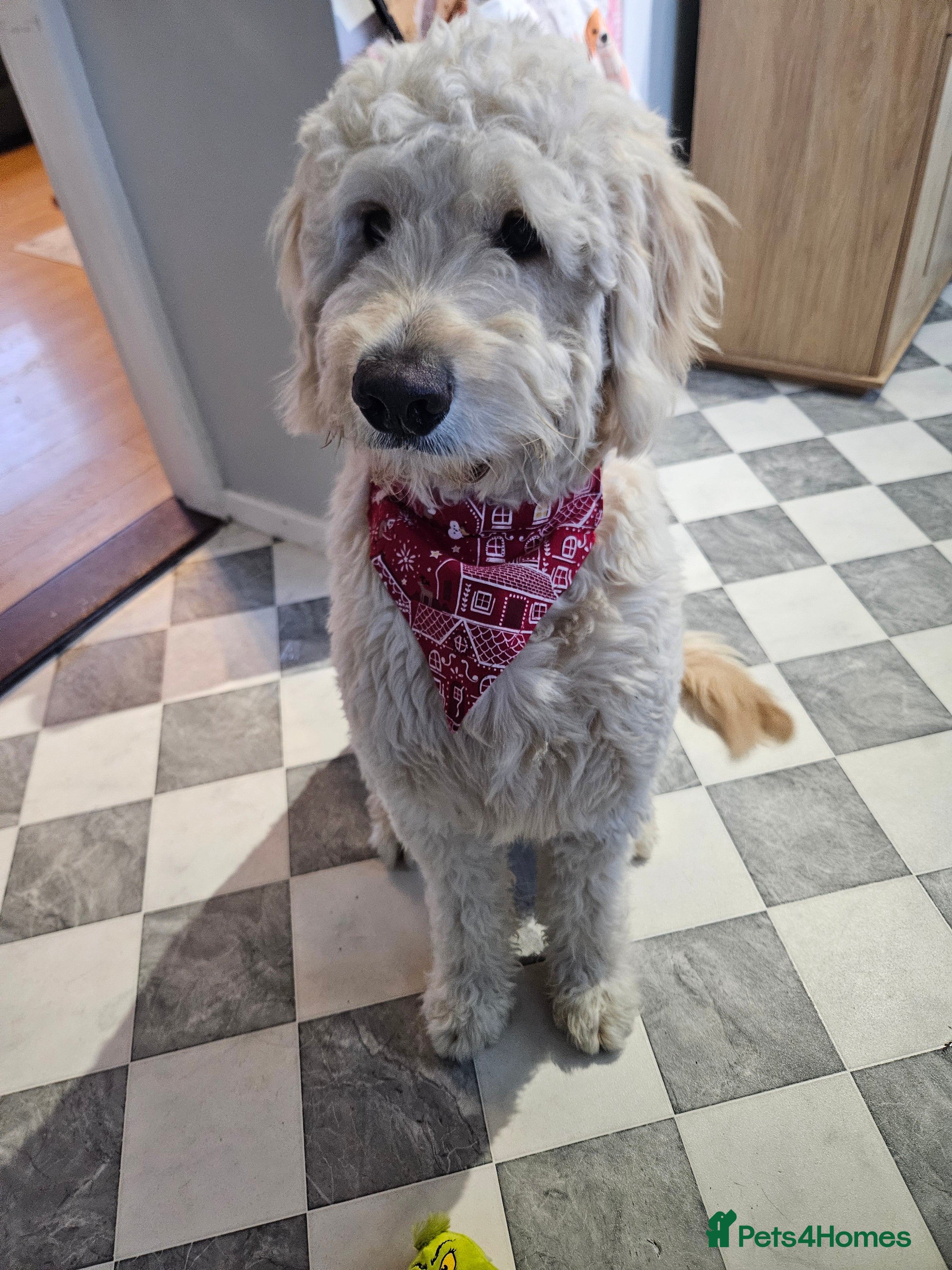 Goldendoodle dogs Goldendoodle for sale  - Advert 7