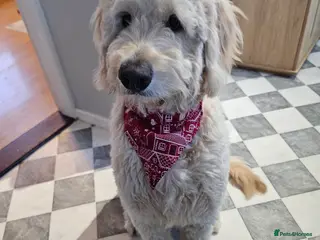 Goldendoodle dogs Goldendoodle for sale - Advert 7