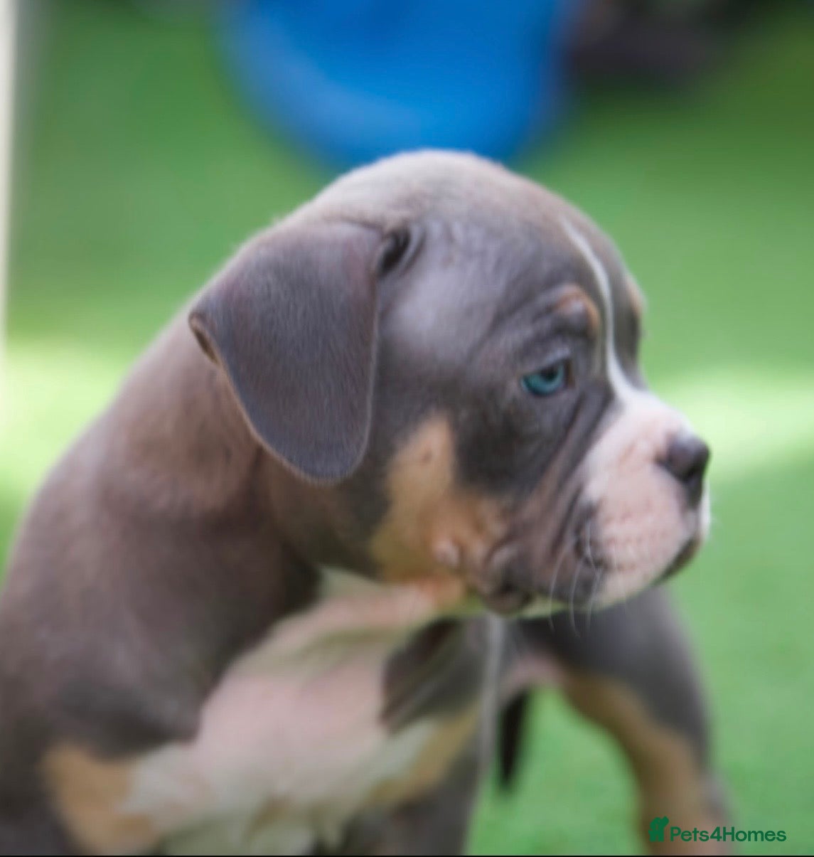American Bully dogs for sale: Pocket bully pups for sale  - Advert 13