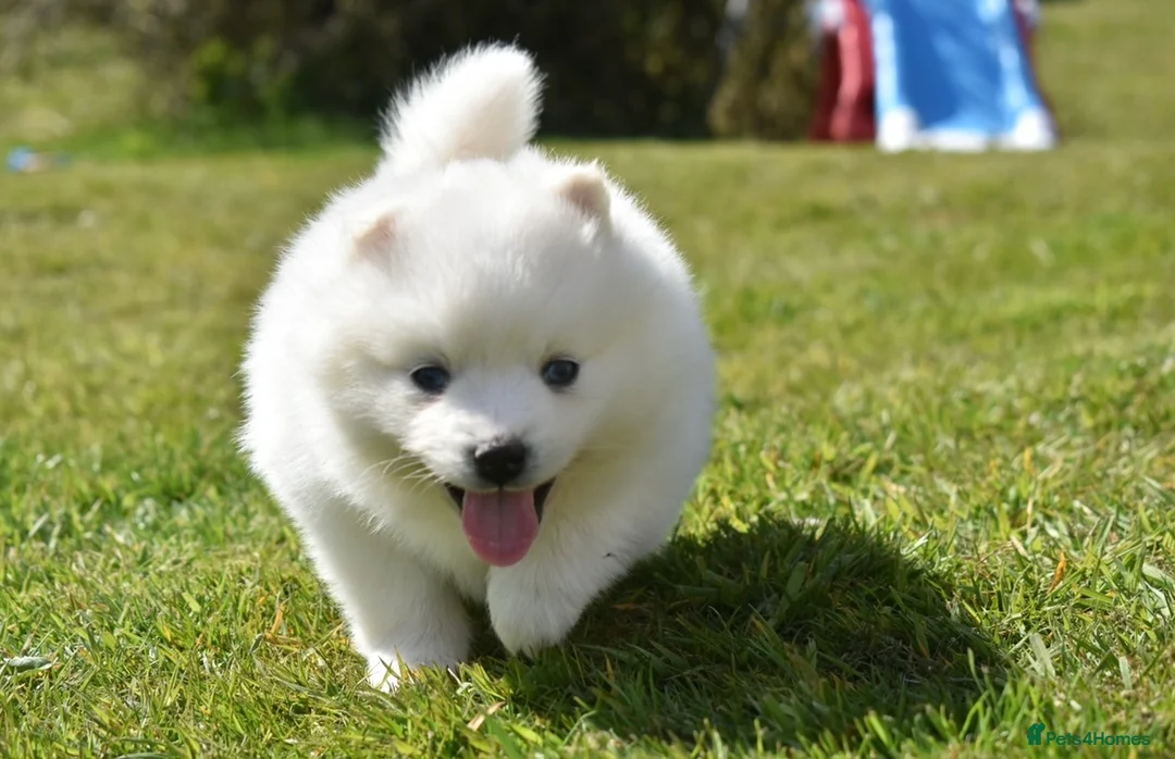 Pomsky dogs for stud: American Import Chocolate Pomsky for Stud in Ammanford - Advert 24