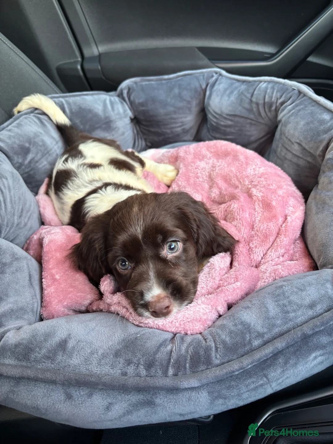 Cockapoo dogs for sale: Cockapoo in Widnes - Advert 2