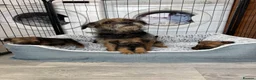 Border Terrier dogs for sale: Stunning Border Terrier Pups - Advert 4