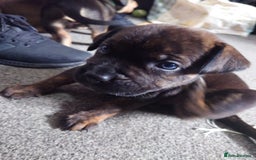 Mixed Breed dogs for sale: staffweiler - Image 8