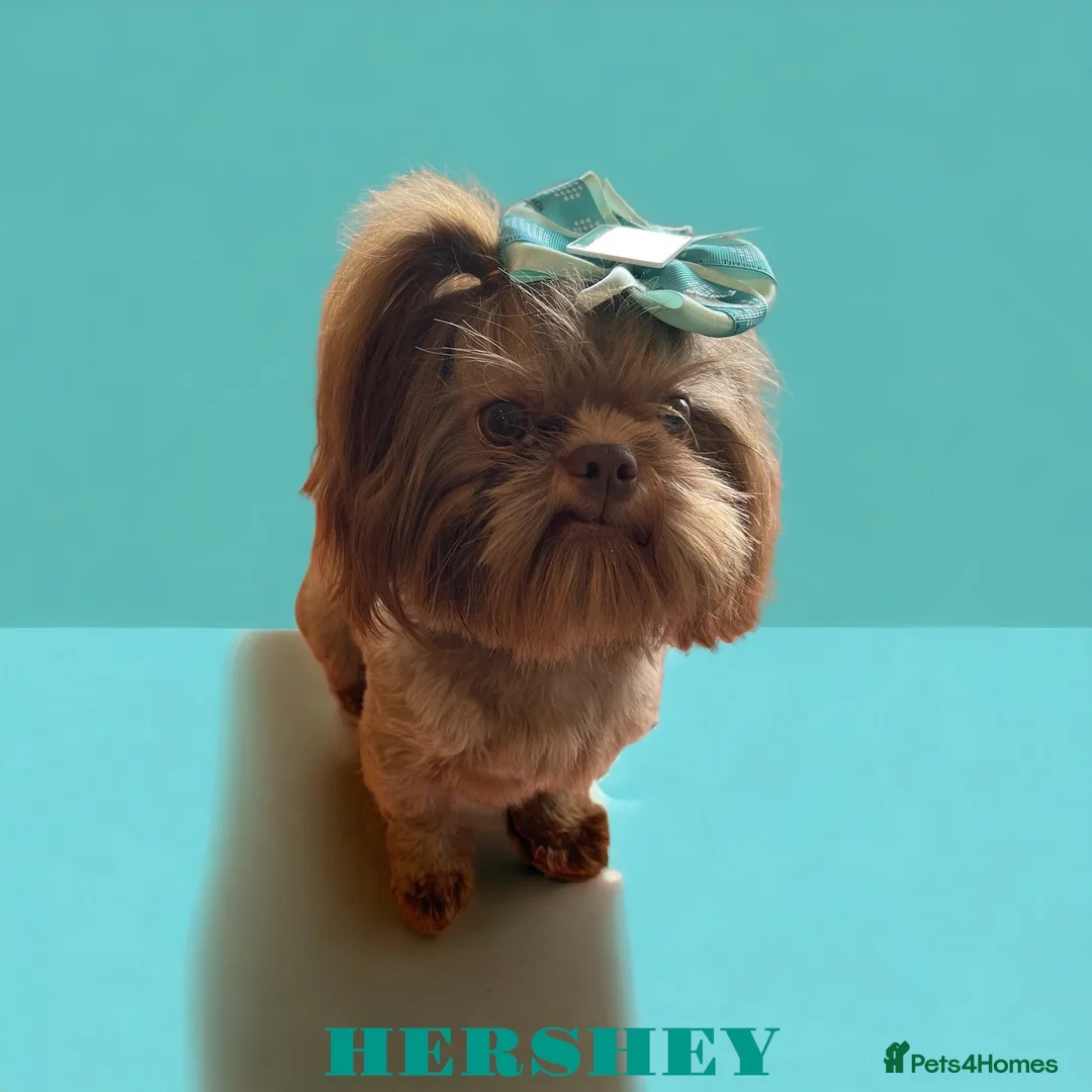 Shih Tzu dogs for stud: STUNNING CHOCOLATE IMPERIAL SHIHTZU OPEN AT STUD in Grays - Advert 37